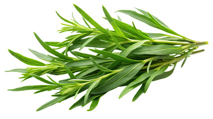 Fresh green tarragon herb sprigs with delicate leaves and stems isolated on transparent background