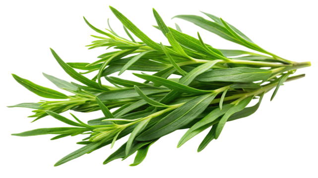 Fresh green tarragon herb sprigs with delicate leaves and stems isolated on transparent background
