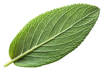 Obraz premium Close up of a single green sage leaf with visible veins and serrated edges isolated on transparent background