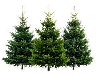 Three vibrant green fir trees stand tall, showcasing their natural beauty and evergreen foliage.