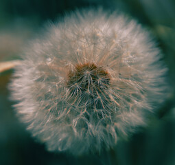 A detailed close up of a dandelion flower with a dark background