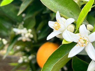 Valencian orange and orange blossoms. Spain.Spring