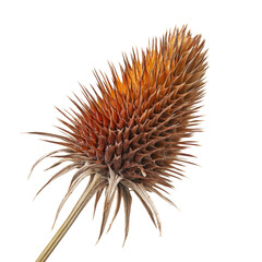 Spiky dry flower head with orange and brown tones on a thin stem, isolated on a transparent background, cutout PNG