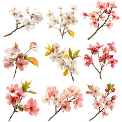Fototapeta premium Cherry blossom branches in various colors arranged artistically with delicate petals and foliage on transparent background, cutout PNG