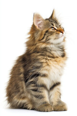 Obraz premium Cat Sitting Sideways with Head Turned Slightly in Profile View