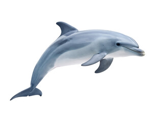 Obraz premium A magnificent dolphin gracefully leaps, showcasing its serene and intelligent nature.
