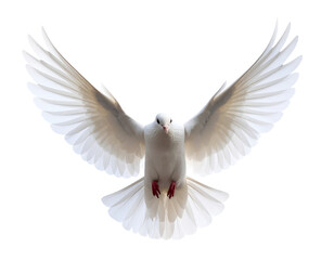 Fototapeta premium A majestic white dove soars gracefully with wings wide open, symbolizing peace and freedom.