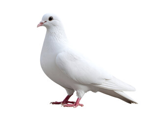 Fototapeta premium A pristine white pigeon stands gracefully, embodying peace and purity with its gentle gaze.