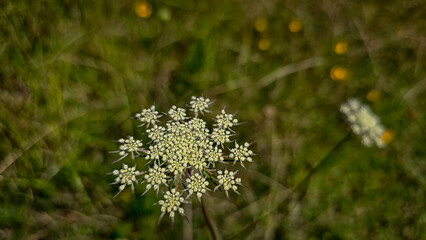 Queen Anne's Lace Flower in a Sunny Meadow, wildflowers in a green sunny meadow.