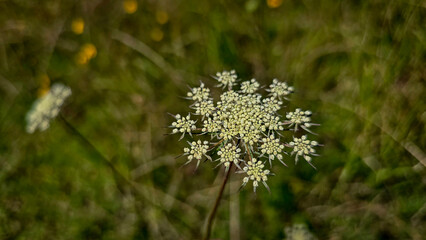 Queen Anne's Lace Flower in a Sunny Meadow, wildflowers in a green sunny meadow.