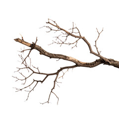 Fototapeta premium Dry Tree Branch with Rough Texture, Without Leaves, Top View Cutout PNG” 