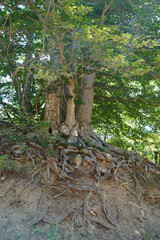 trees growing on a mountainside roots sticking out of the ground nature greenery forest Bulgaria