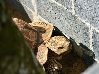  turtle in the garden. closeup of sulcata tortoise in zoo