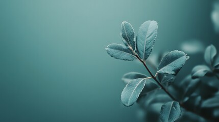 close up leaves on greyish green background