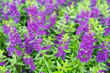 Purple color Angelonia goyazensis flowers are fully blooming in the garden.
