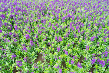 Purple color Angelonia goyazensis flowers are fully blooming in the garden.