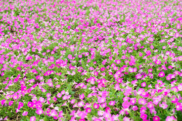 Background of blooming petunia flower in the garden.
