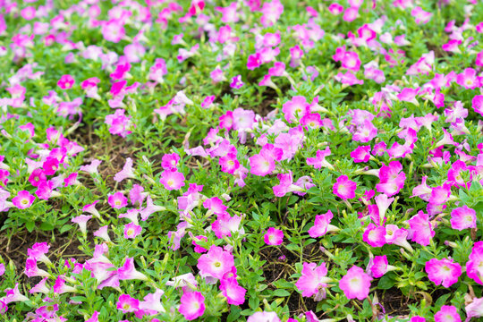 The Background of blooming petunia flower in the garden.