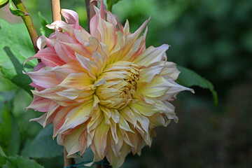 Penhill Watermelon Dahlia, opening in July, 2025.