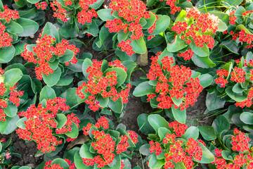 Red color Kalanchoe flowers plants in the garden.