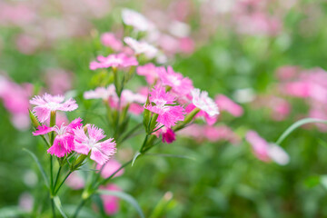 Pink Dianthus barbaticus flowers plants in the garden.