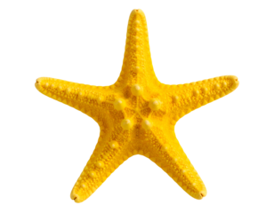 A brilliantly colored yellow starfish presents its distinct five-pointed shape and detailed surface.