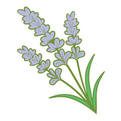 Simple Botanical Lavender Plant Illustration with Stems and Leaves