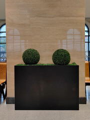 contemporary indoor setting features two neatly trimmed green topiaries placed in sleek black...