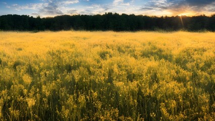 Obraz premium Golden wheat field bathed in the warm glow of sunset, under a vast sky with gentle clouds, evoking the peaceful countryside landscape of summer agriculture