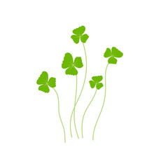 Common duckweed vector illustration