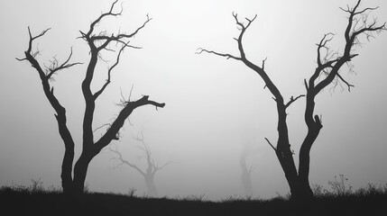 photo dead trees silhouette