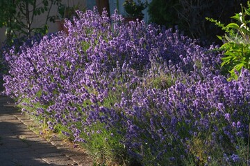 Obraz premium Blooming flowers of Lavandula angustifolia in garden, commonly known as lavender, is a medicinal plant