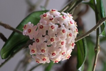 Beautiful flowers Hoya carnosa Pink - waxflower, pink-flowered nectar-rich exotic climber-trailer, native to Australia. 