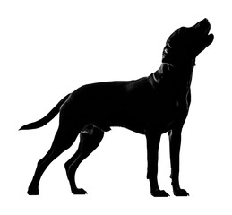 Fototapeta premium Howling black dog silhouette animal dramatic light
