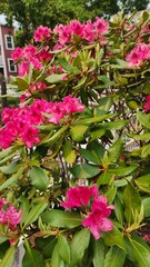 Flowers in Richmond Virginia