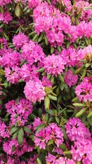 Flowers in Richmond Virginia