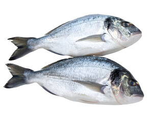 Fototapeta premium Two glistening whole fish, showcasing their natural textures and colors, prepared for a healthy meal.