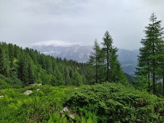 Alpine Forest with Mountain View on a Cloudy Day