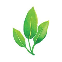 Green Leaves hand drawn watercolor illustration on white color background