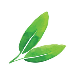 Green Leaves hand drawn watercolor illustration on white color