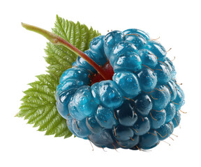 Harvesting blue raspberries nature food