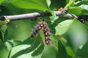 Dead moth caterpillar after application of entomopatogenic bacteria Bacillus thuringiensis. Biological plant protection product.