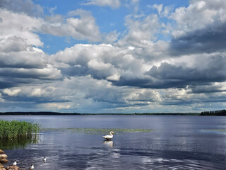 A beautiful swan feeds on the freshwater Kisezers lake against the sky with cumulus clouds in Riga, Latvia. The concept of beauty of the surrounding nature.