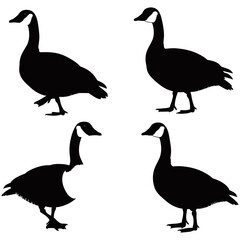 Duck Silhouette Collection, A captivating collection of duck silhouettes in different poses, ready to enhance any creative project. These silhouettes are a perfect blend of simplicity and artistry.