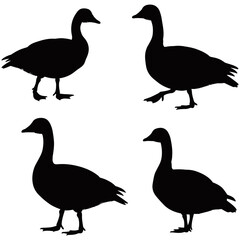 Duck Silhouette Collection, A captivating collection of duck silhouettes in different poses, ready to enhance any creative project. These silhouettes are a perfect blend of simplicity and artistry.