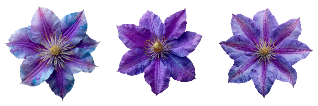 Set of purple clematis flower isolated on transparent or white background