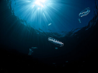 Fototapeta premium Sunbeams illuminate deep ocean comb jellies swimming