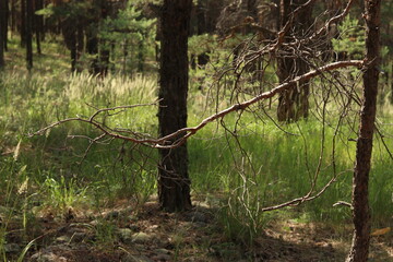 tree in the forest