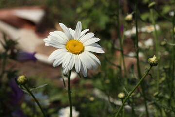 daisies in the garden