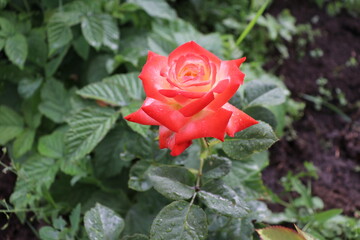 red rose in the garden